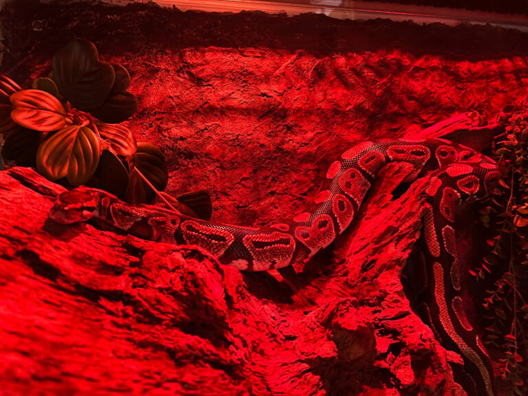 Pyton królewski w nocnym oświetleniu.