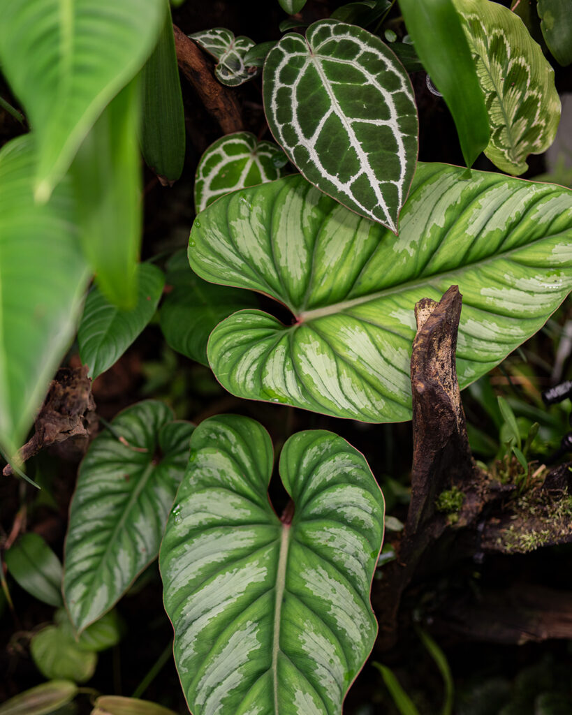 Philodendron plowmanii to jeden z najbardziej efektowych aroidów do terrarium na zamówienie.