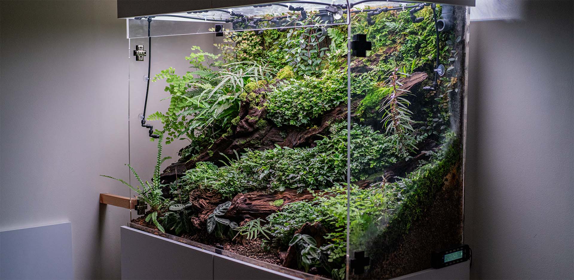 Wiwarium co to jest ? To rodzaj zamkniętego terrarium habitatu roślin egzotycznych.