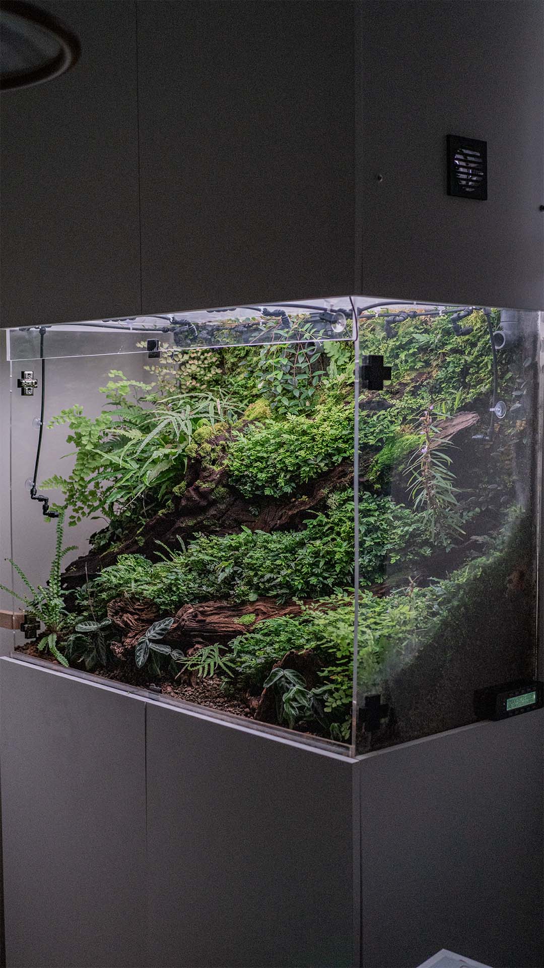 Wiwarium co to jest ? To rodzaj zamkniętego terrarium habitatu roślin egzotycznych.