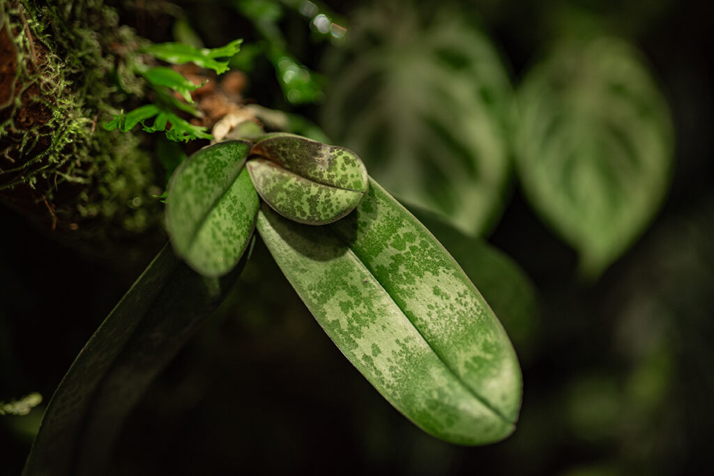 Ekosystem terrarium to nie tylko rośliny, ale także mnóstwo mikroorganizmów odpowiedzialnych za utrzymanie stabilnego rozwoju habitatu.