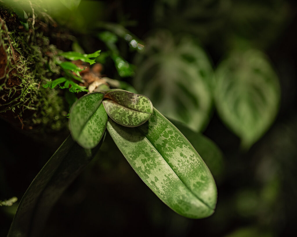 Ekosystem terrarium to nie tylko rośliny, ale także mnóstwo mikroorganizmów odpowiedzialnych za utrzymanie stabilnego rozwoju habitatu.