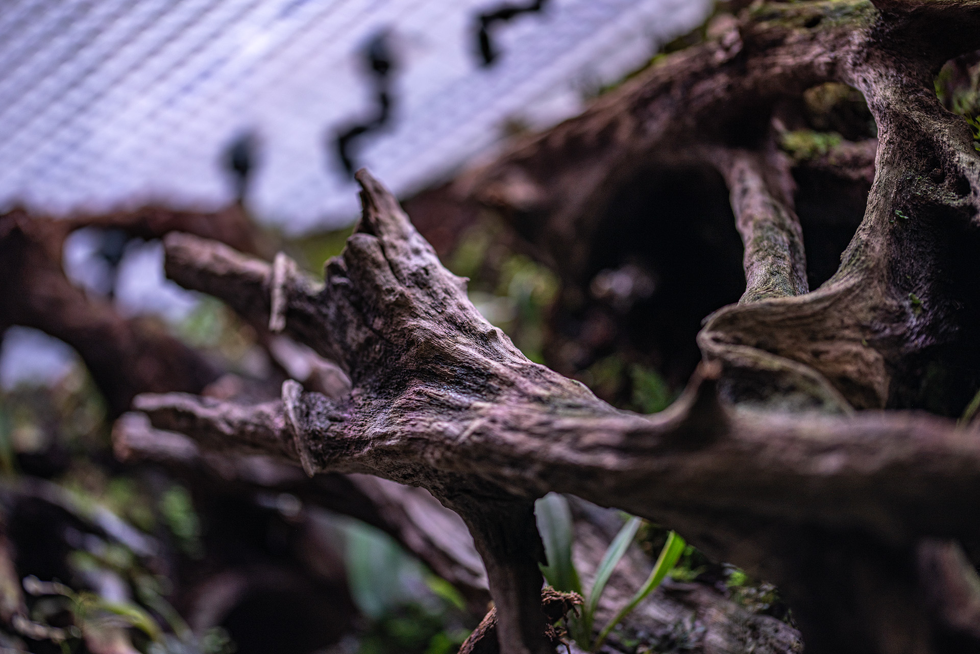 Korzenna aranżacja wewnętrzna terrarium roślinnego.