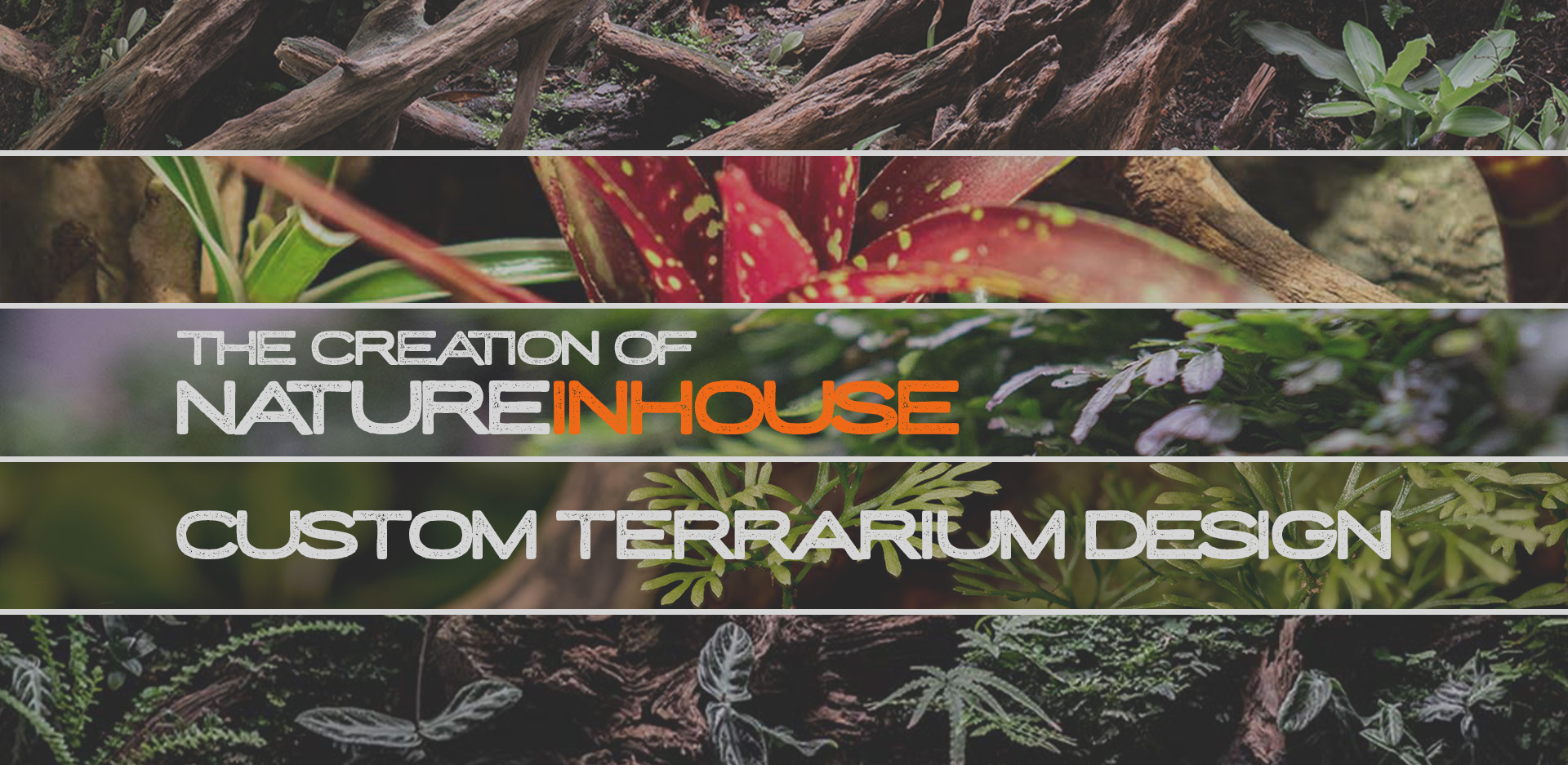 Zakładanie terrariów tropikalnych, Warszawa i okolice. Doradztwo, pomiary, odpowiedzialne projektowanie.