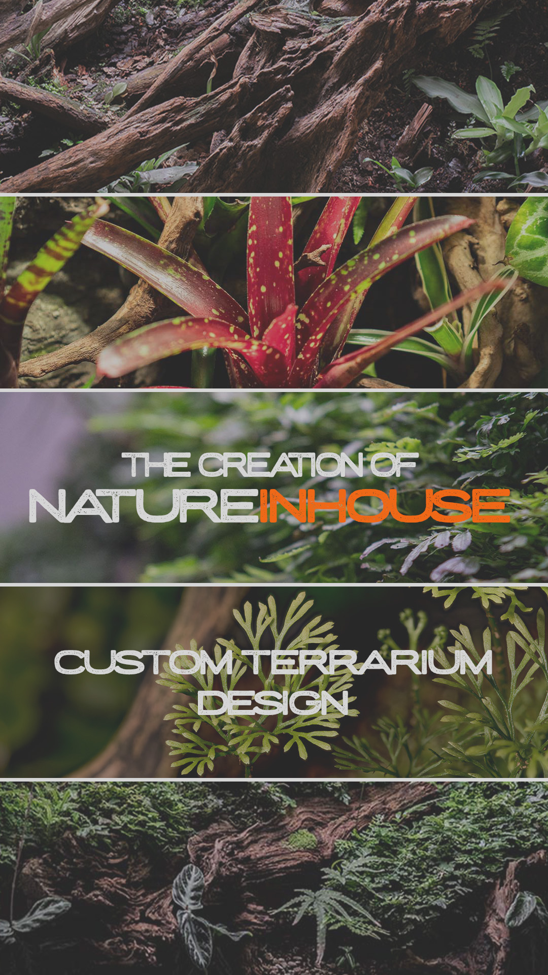 Zakładanie terrariów tropikalnych, Warszawa i okolice. Doradztwo, pomiary, odpowiedzialne projektowanie.