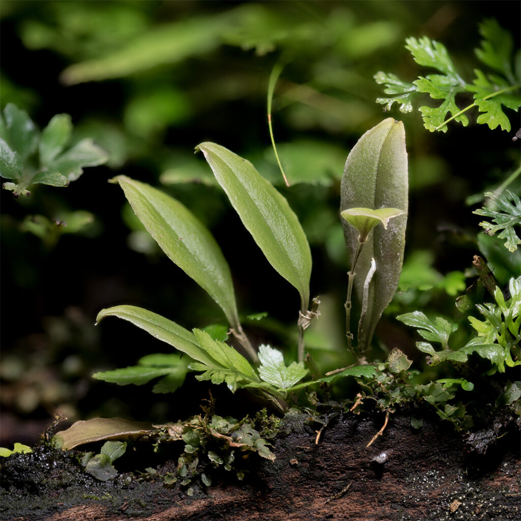 Rośliny egzotyczne w zamkniętym terrarium tropikalnym.