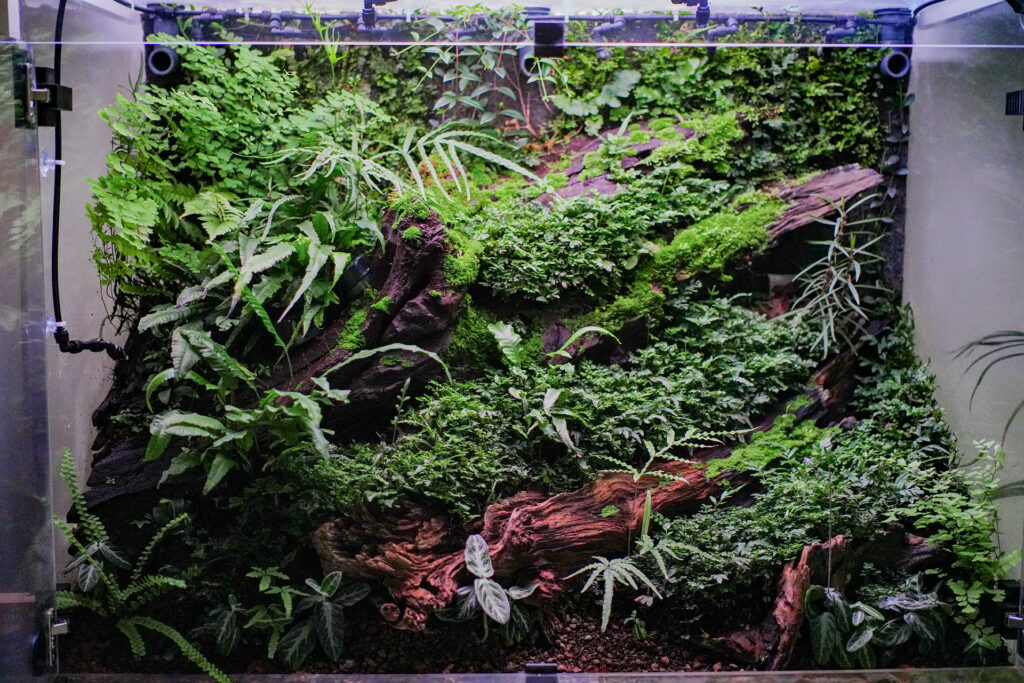 Wiwarium roślinne pełne egzotycznych roślin pochodzenia międzyzwrotnikowego.