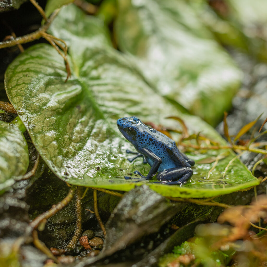 Egzotyczna żaba w terrarium tropikalnym.