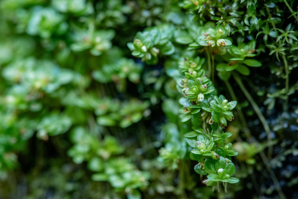 Przestrzenne projektowanie terrarium pozwala uzyskać głębię optyczną oraz szeroki zakres wielkości roślin.