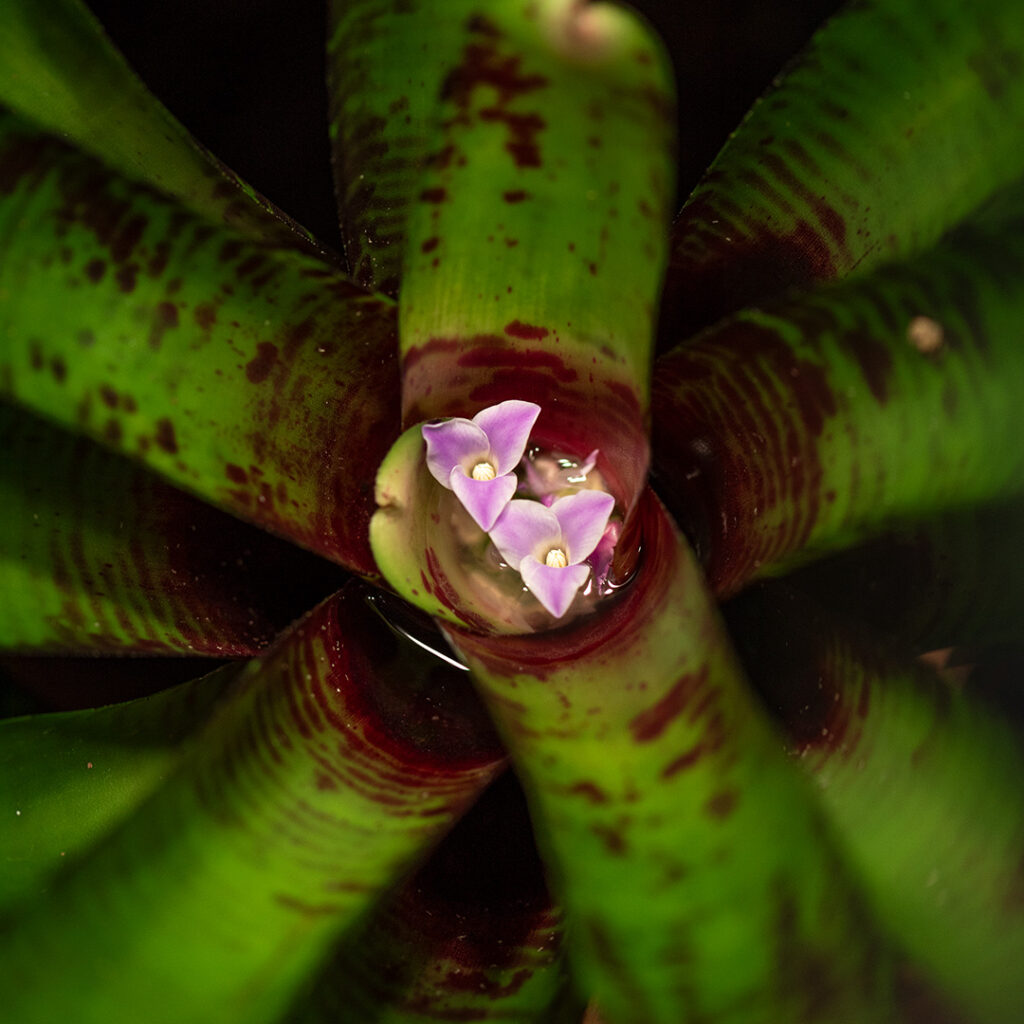 Esencją zdrowego terrarium tropikalnego są kwitnące rośliny egzotyczne.