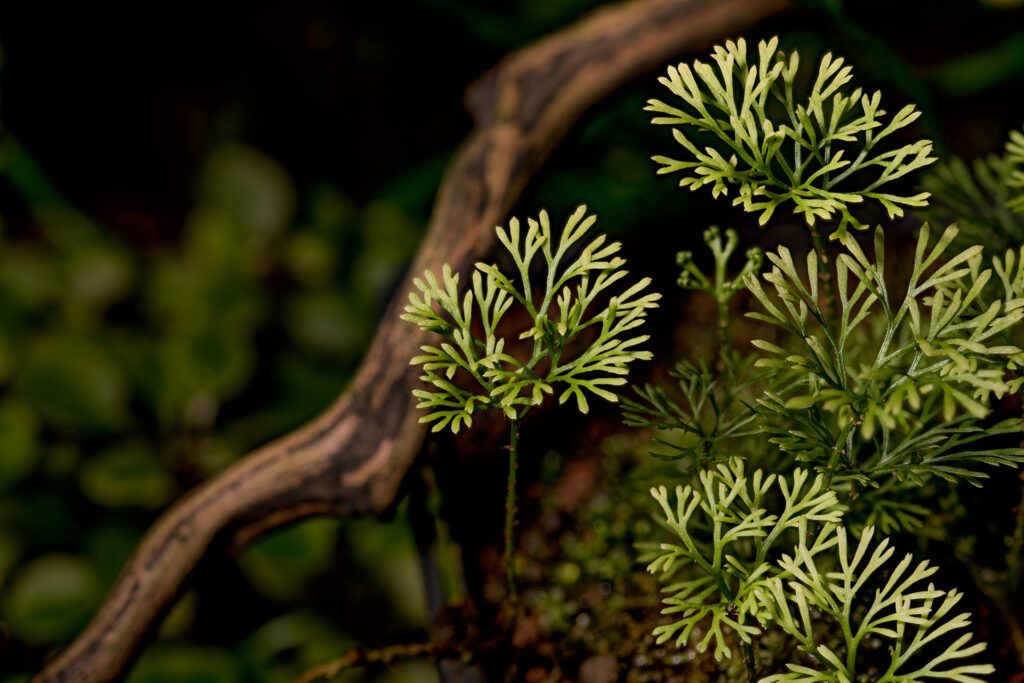 Rzadkie rośliny tropikalne w autonomicznym terrarium.