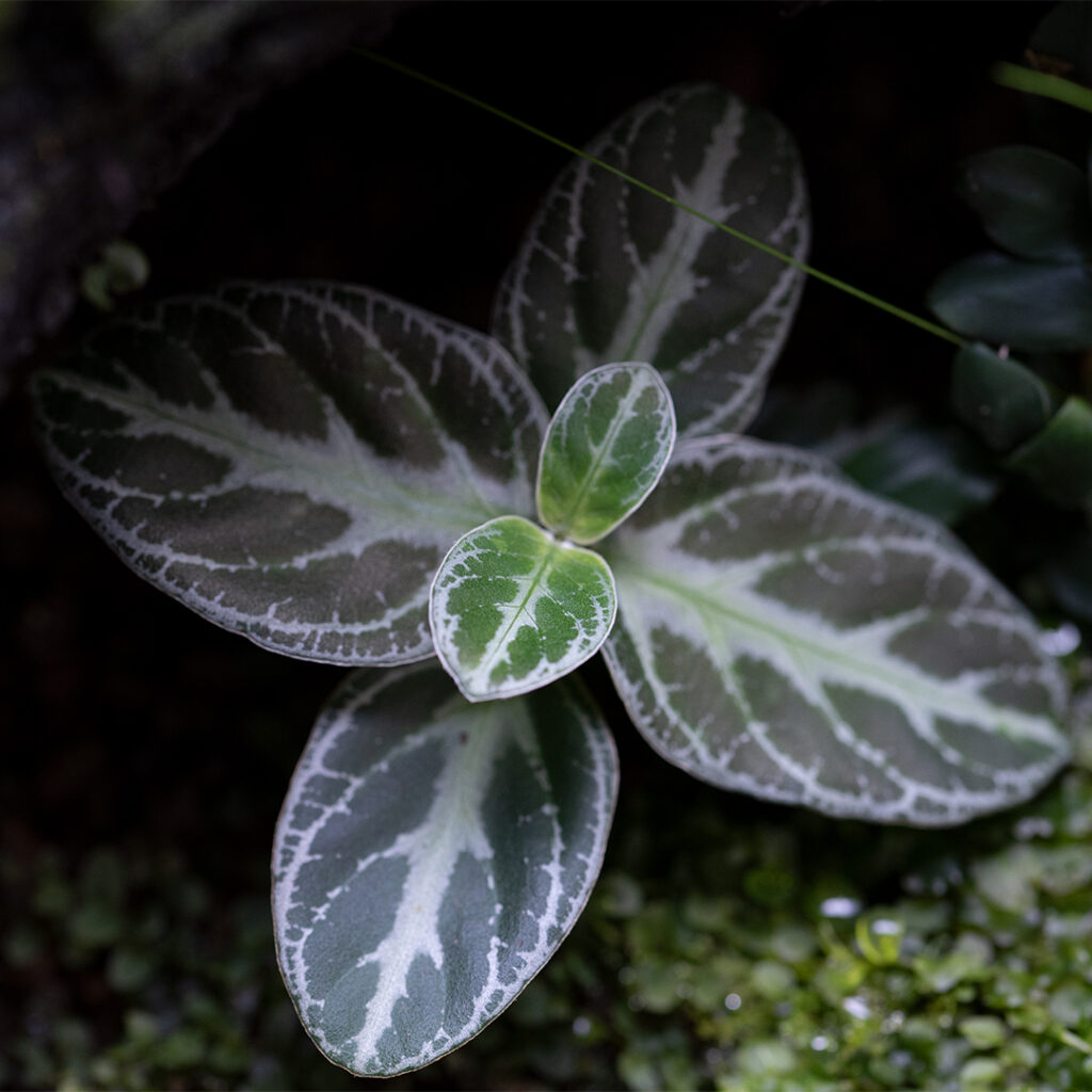 Ciekawe odmiany roślin nie spotykane na parapetach w naszym rejonie geograficznym.