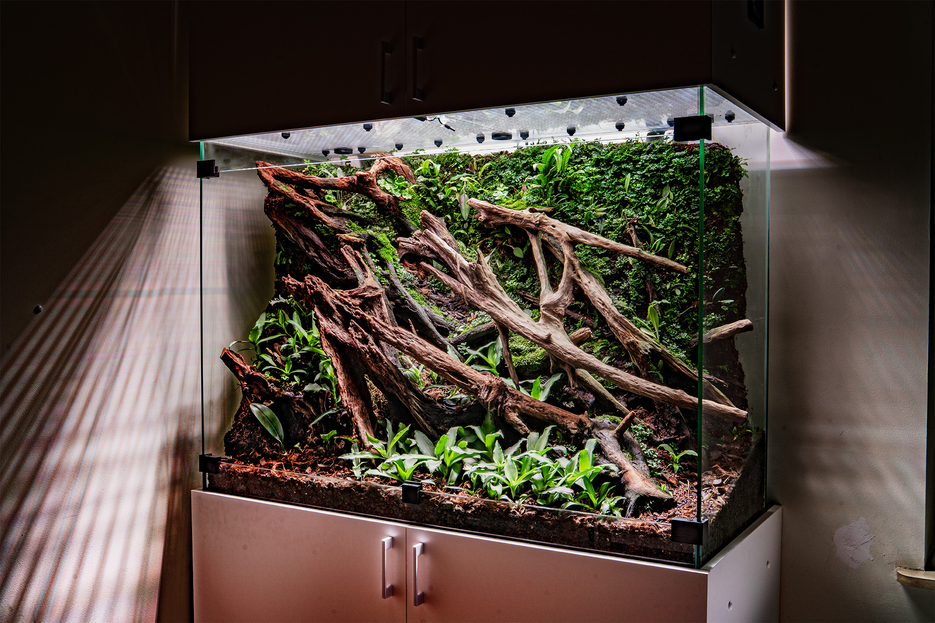 Domowe terrarium dla gekonów dziennych z gatunku Phelsuma klemmeri.