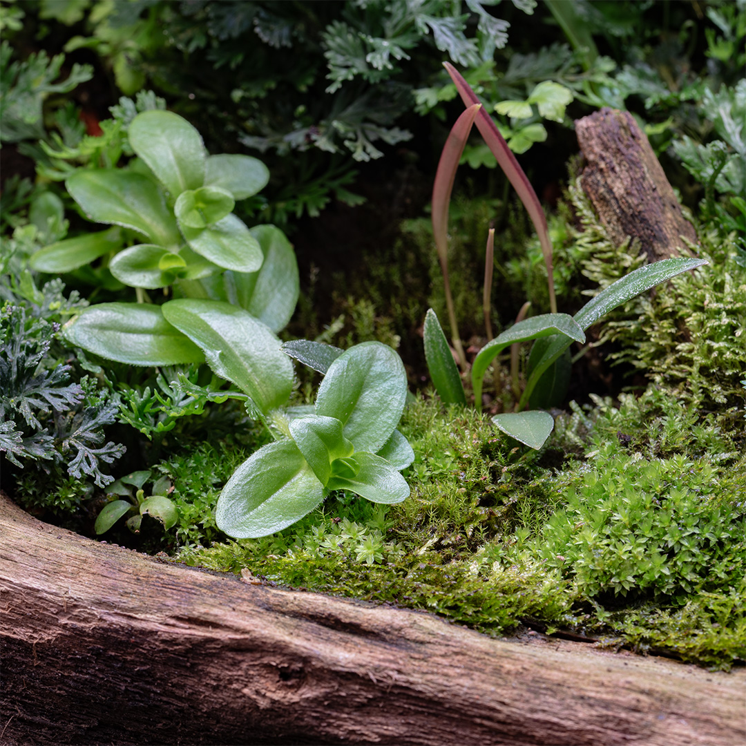 Jakie rośliny do terrarium tropikalnego ?