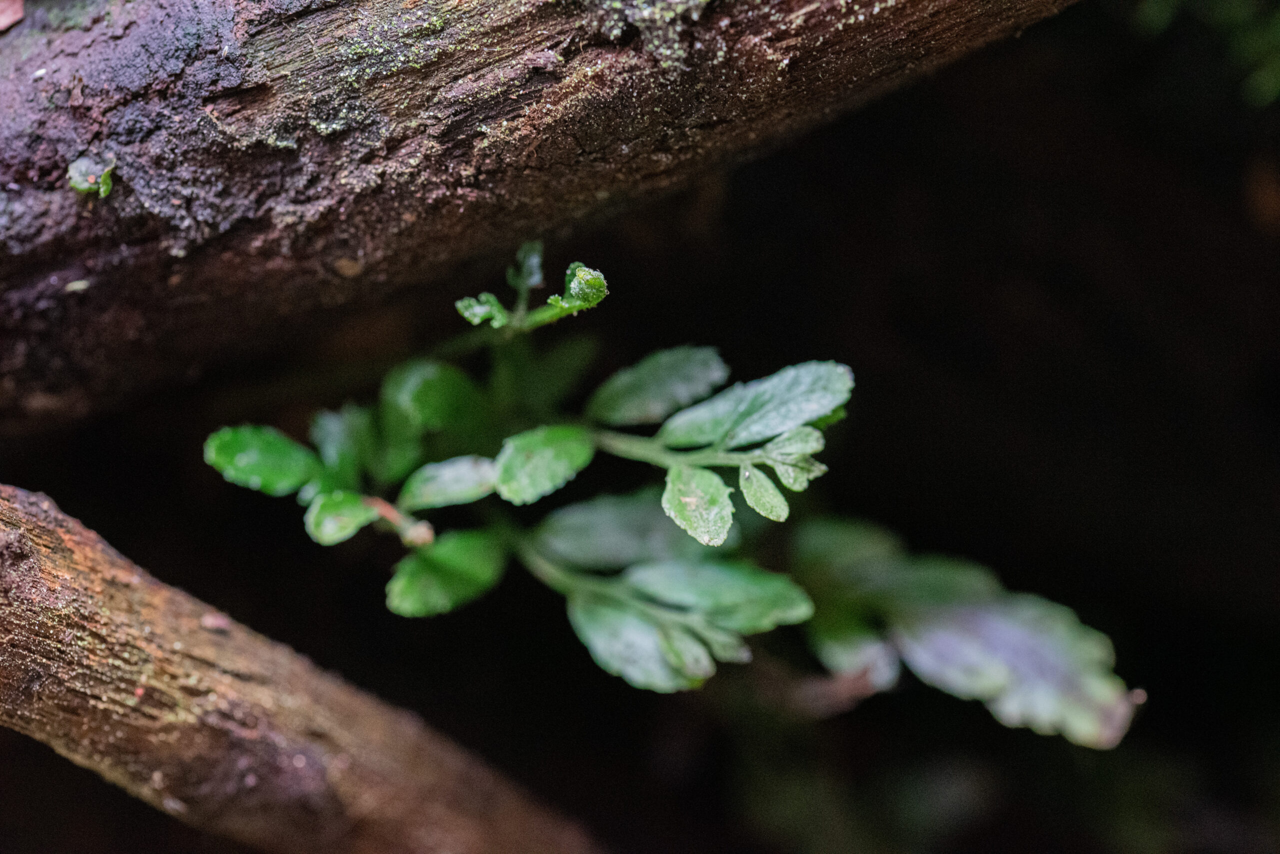 Miniaturowa paproć w terrarium dla gekona.