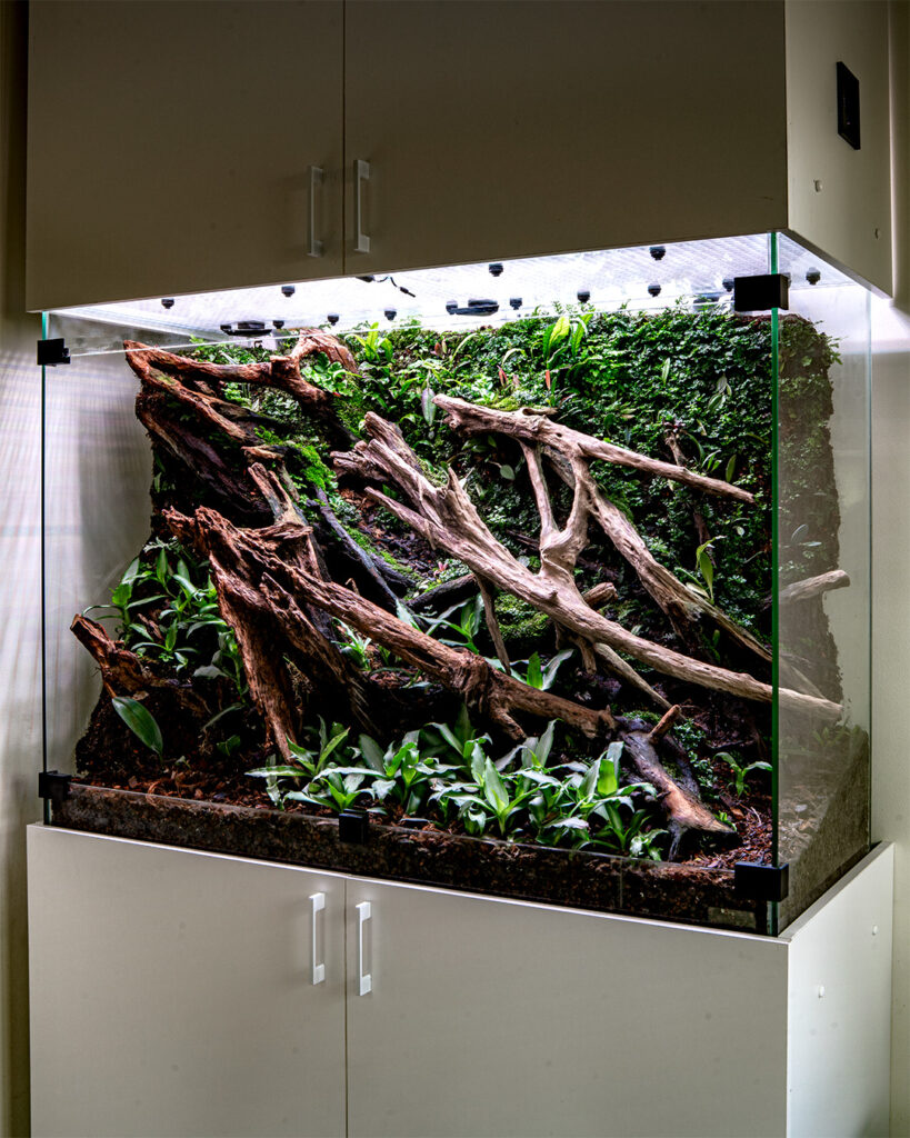 Szklane terrarium dla gekonów dziennych Phelsuma klemmeri.