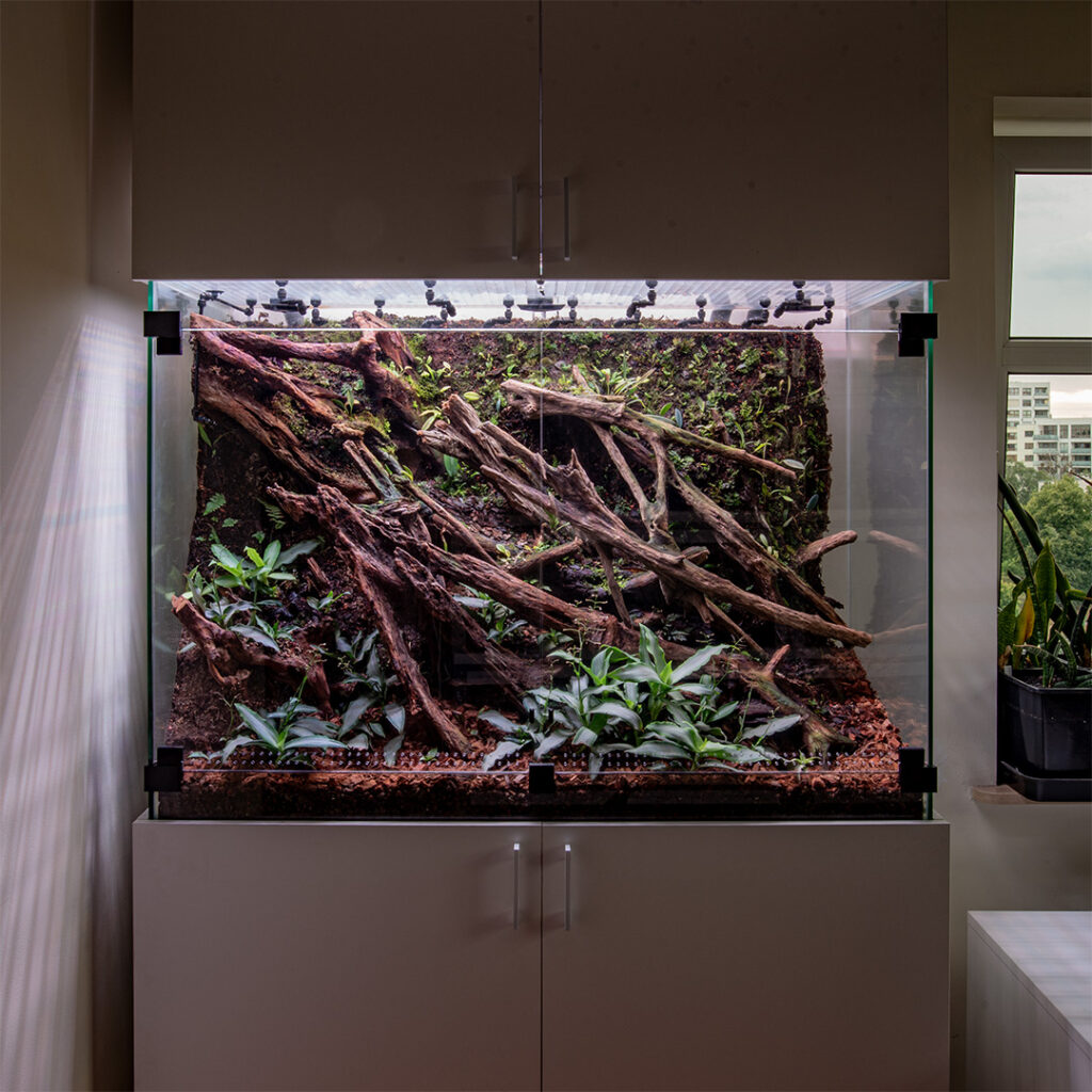 Terrarium dla gekonów tuż po założeniu i uruchomieniu.