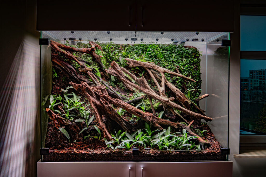 Dojrzałe terrarium roślinne dla Phelsuma klemmeri.