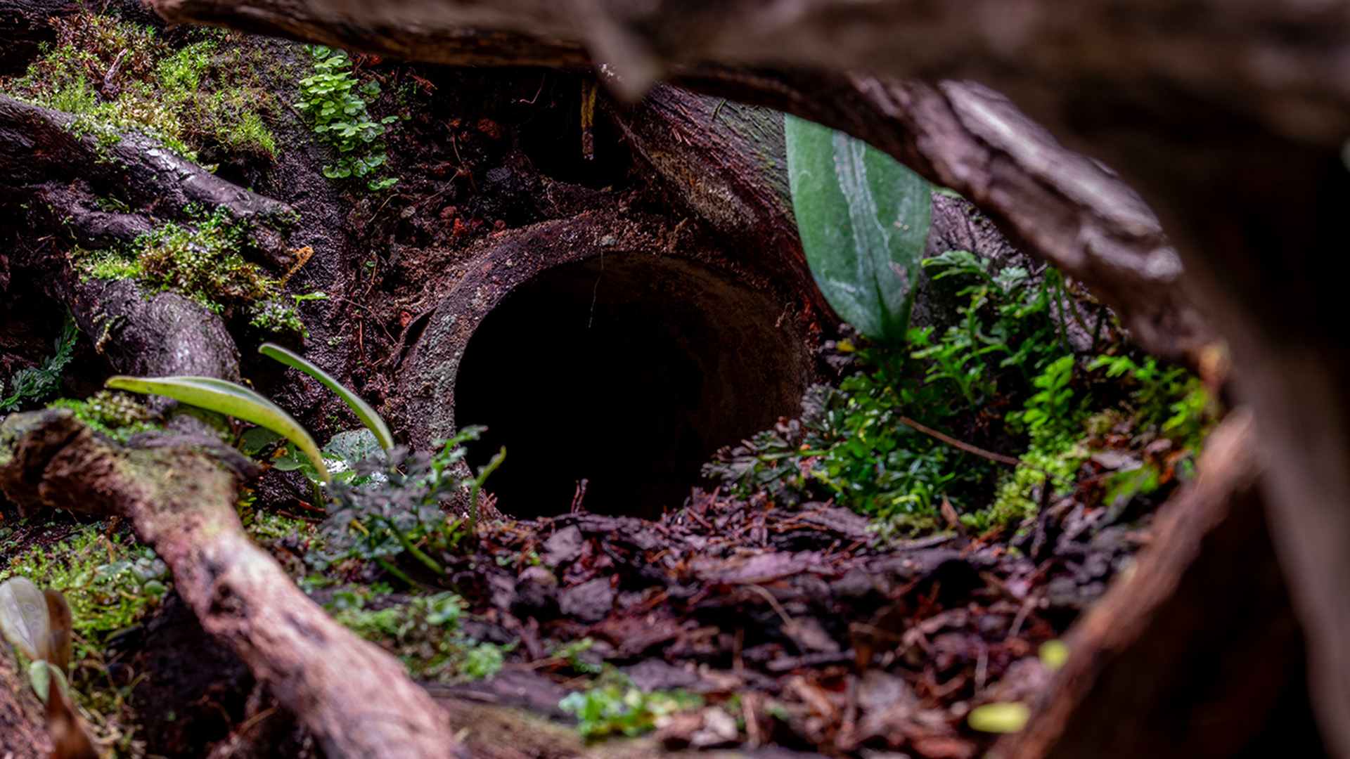 Naturalna kryjówka dla gekona w domowym terrarium roślinnym.