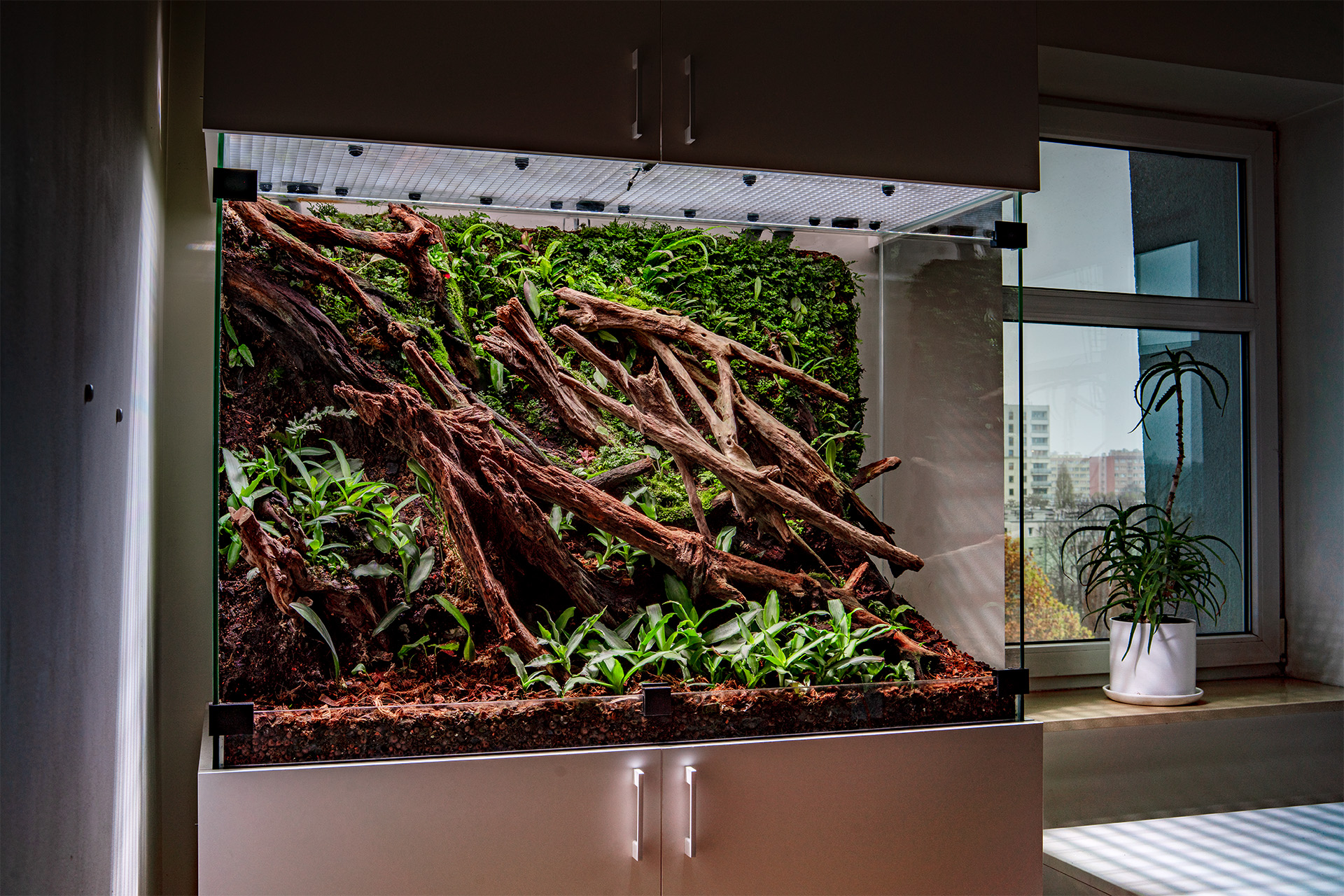 Terrarium roślinne przygotowane do zamieszkania przez gekony neonowe.