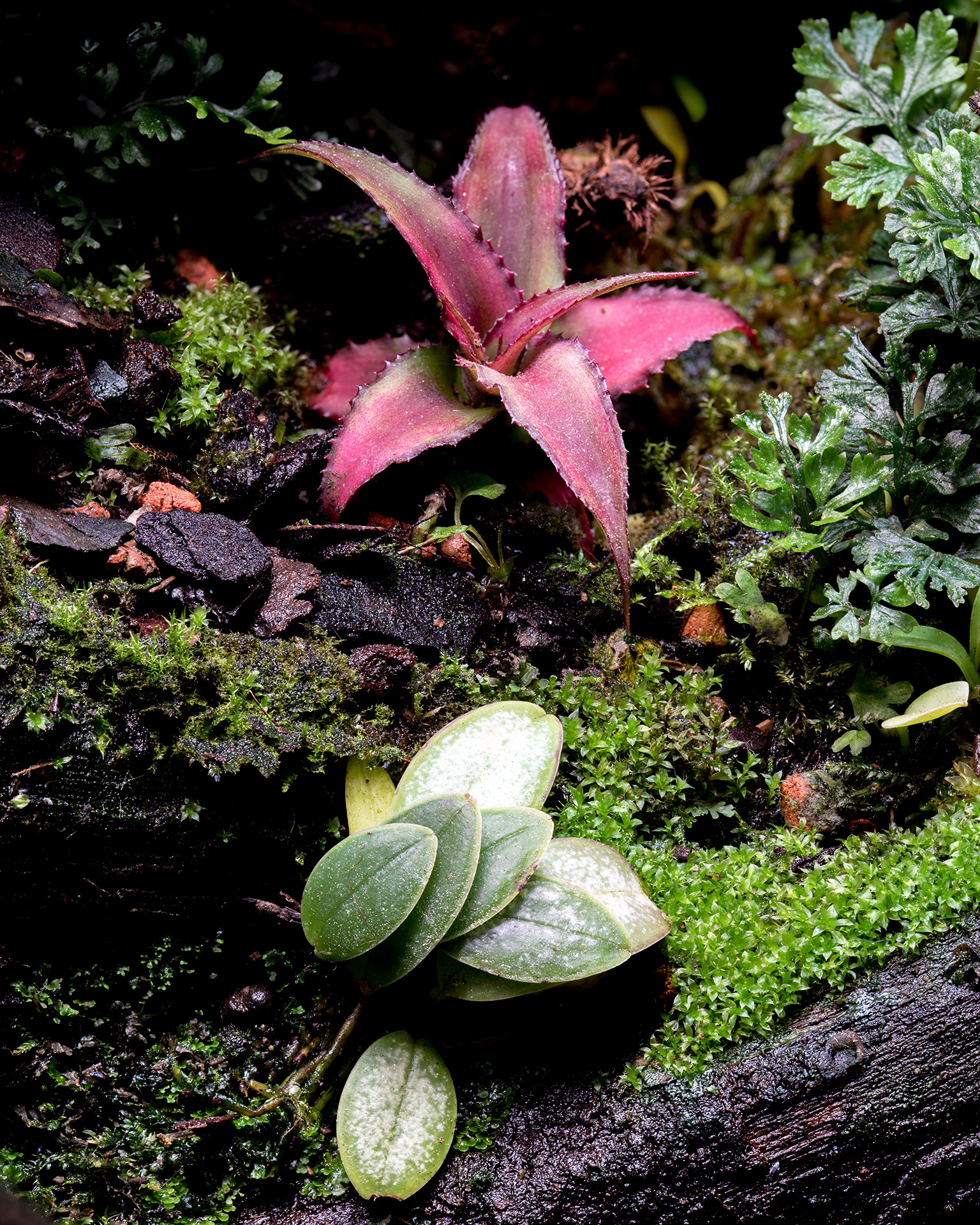 Egzotyczne rośliny w domowym terrarium.