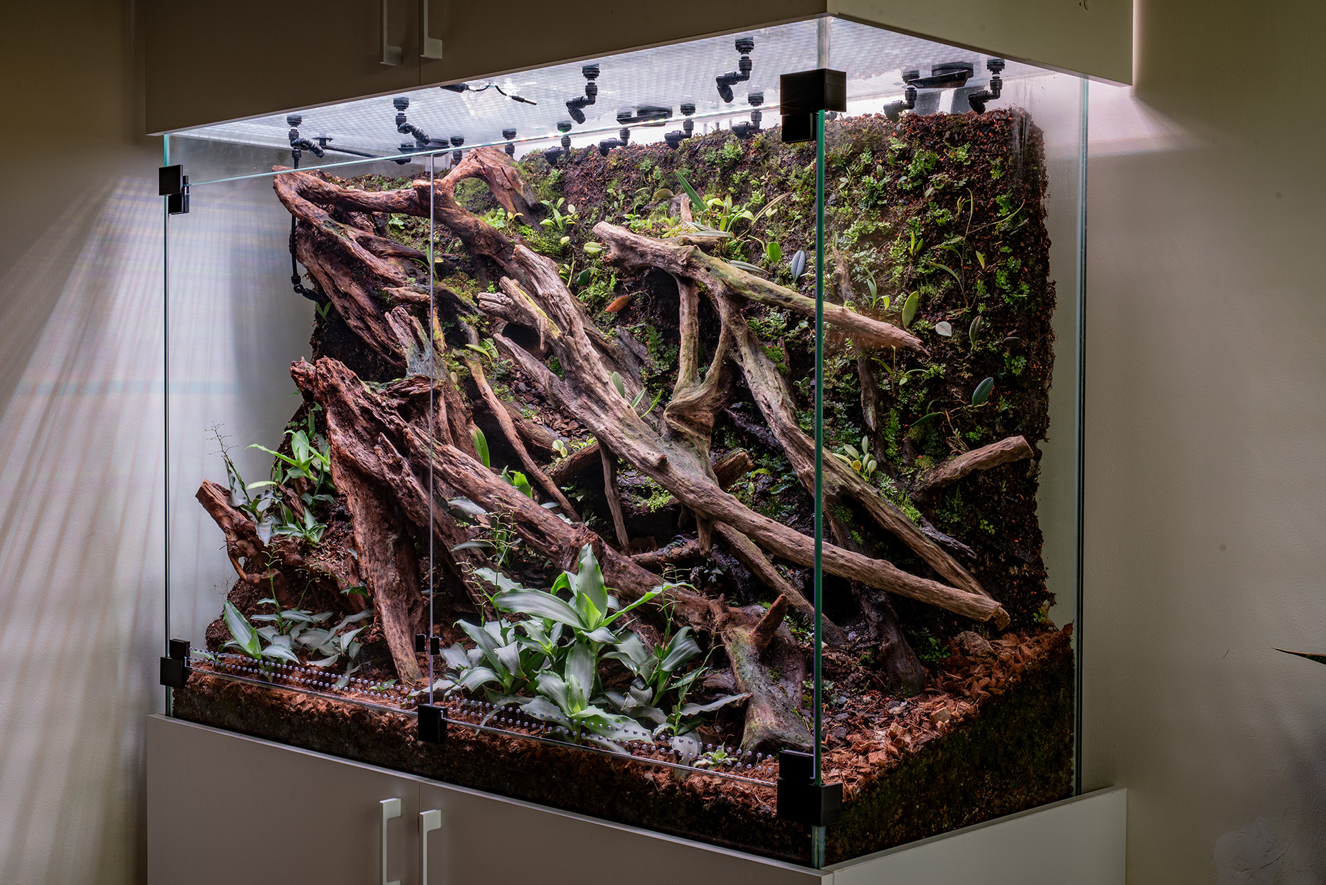 Szklane terrarium zamknięte w procesie dojrzewania ekosystemu.