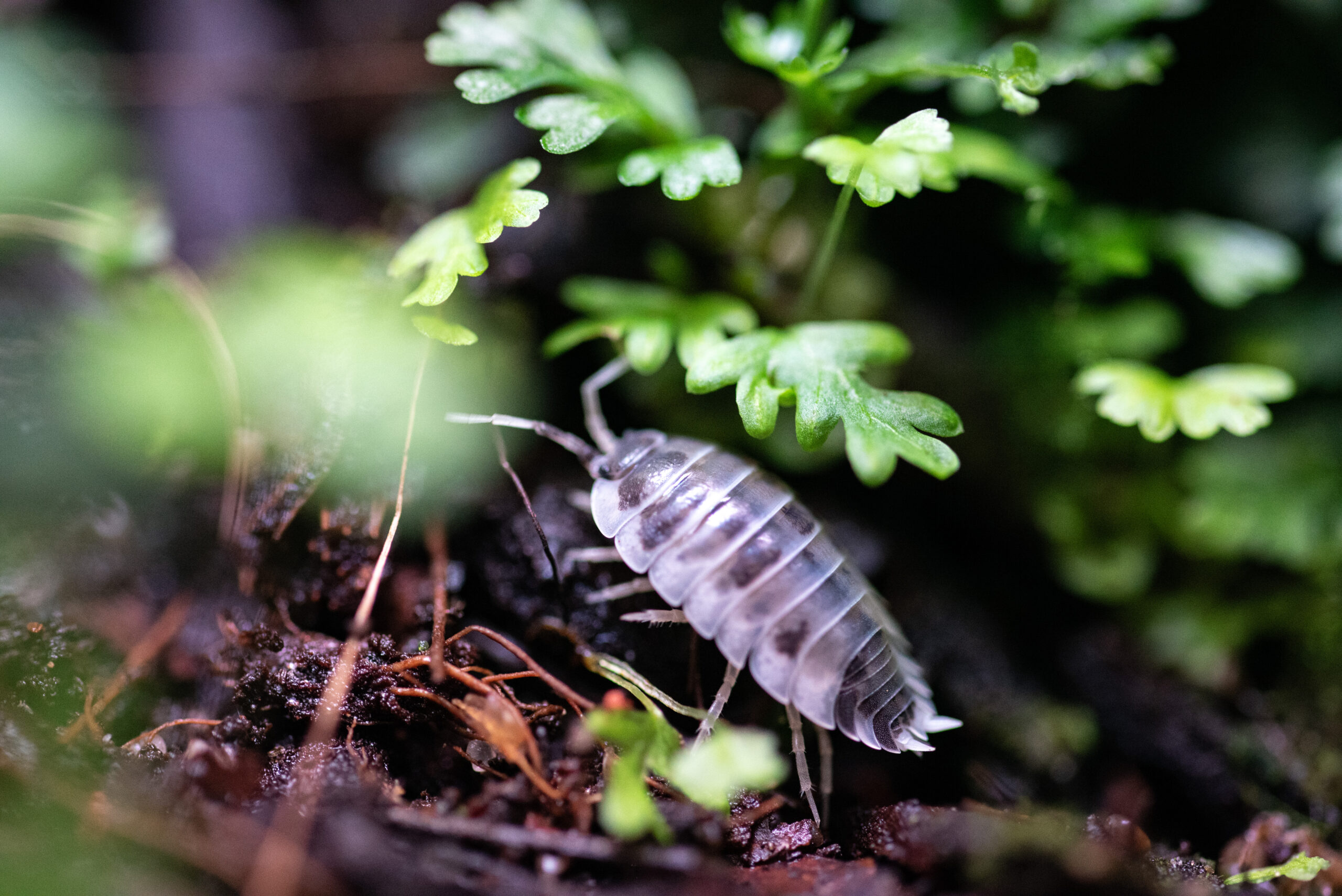 Isopod Porcellio laevis dairy cow w domowym terrarium roślinnym.