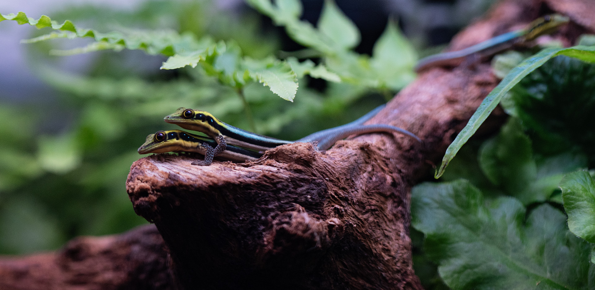 Gekony neonowe Felsuma klemmeri są aktywny za dnia.