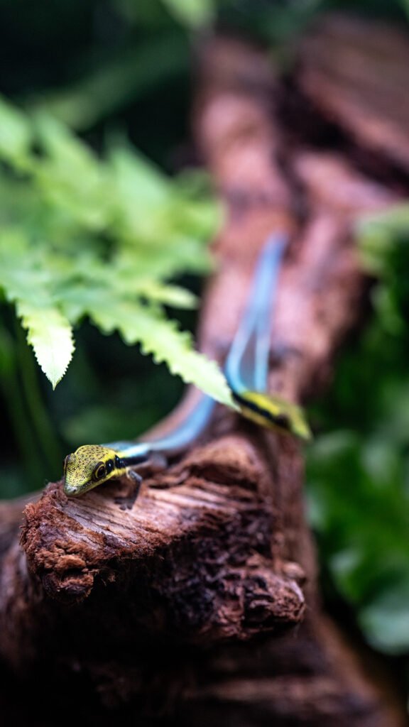 Gekony neonowe Felsuma klemmeri są aktywny za dnia.