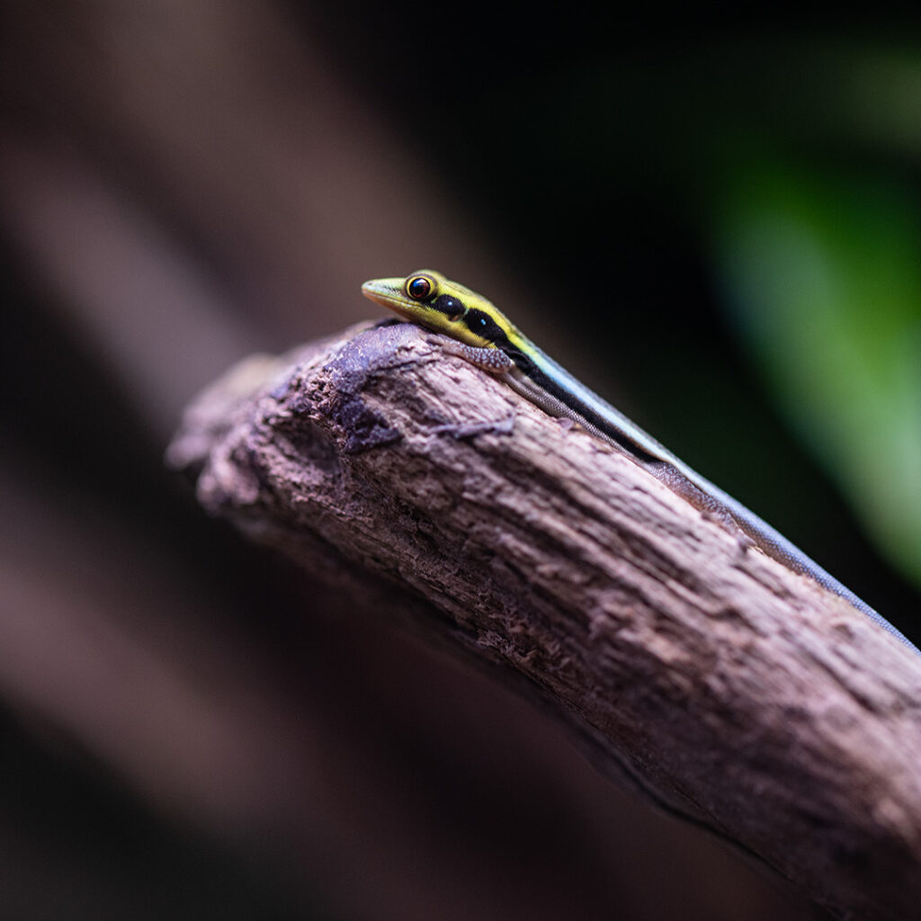 Gekon neonowy jest jednym z wielu możliwych mieszkańców roślinnego terrarium tropikalnego.