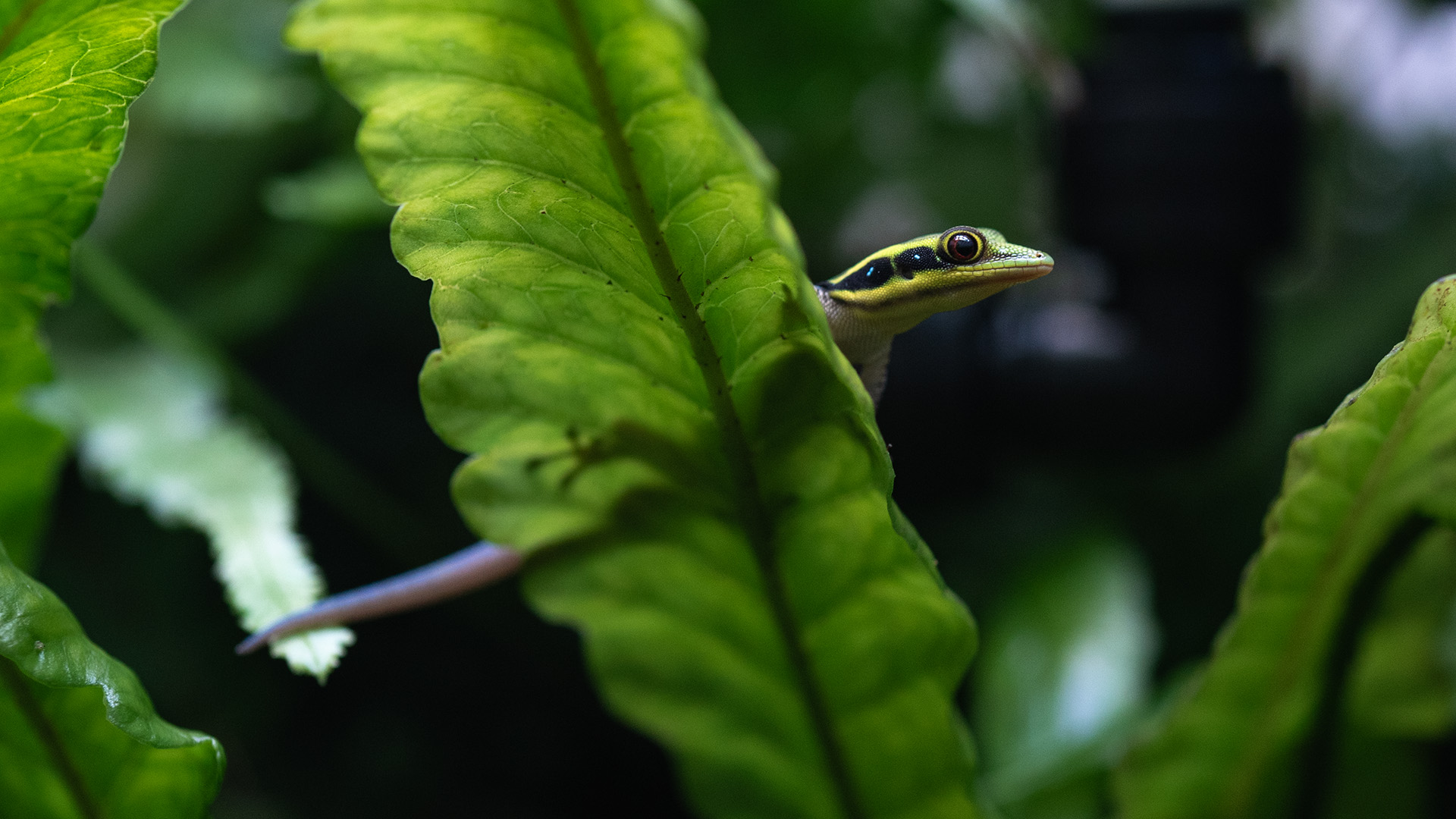 Gekon Phelsuma klemmeri na liściu Pteridophyta x kiat w wiwarium roślinnym.