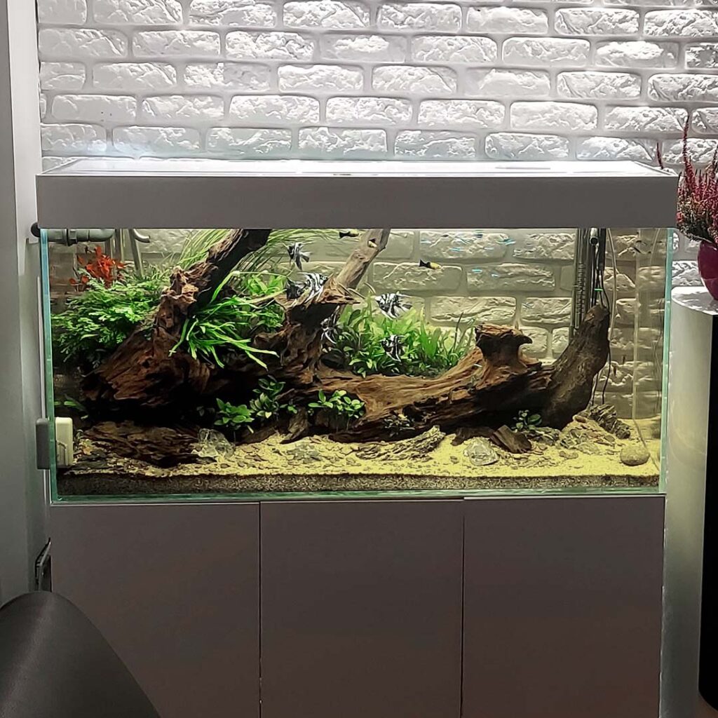 Jak dbać o akwarium ? To wcale nie jest trudne zadanie, ale wymaga systematyczności oraz zachowania reżimu sanitarnego.