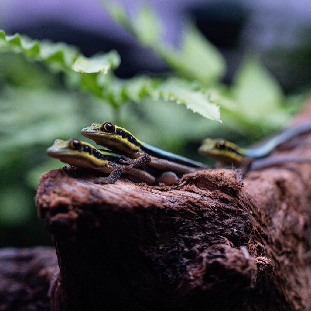 Felsumy klemmeri na korzeniach aranżacji wewnętrznej wiwarium roślinnego.