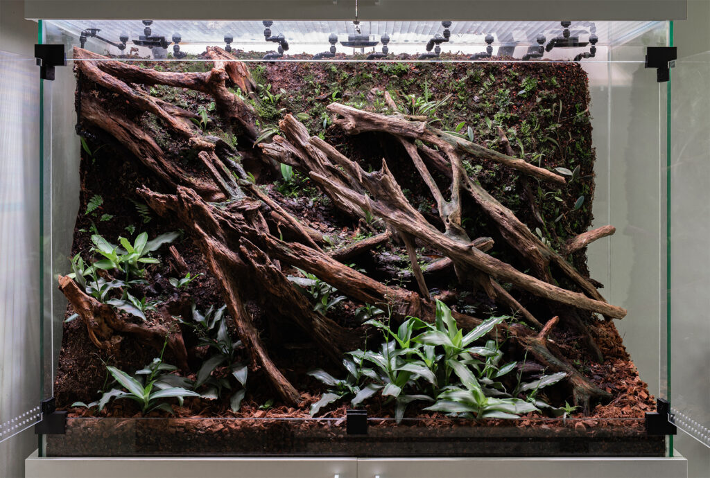 Hardscape terrarium roślinnego przeznaczonego dla gekonów dziennych.