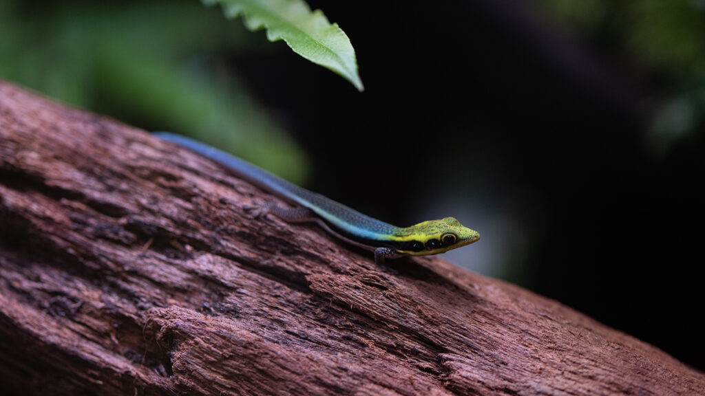 Felsuma klemmeri na korzeniu w wiwarium roślinnym dla gekonów dziennych.