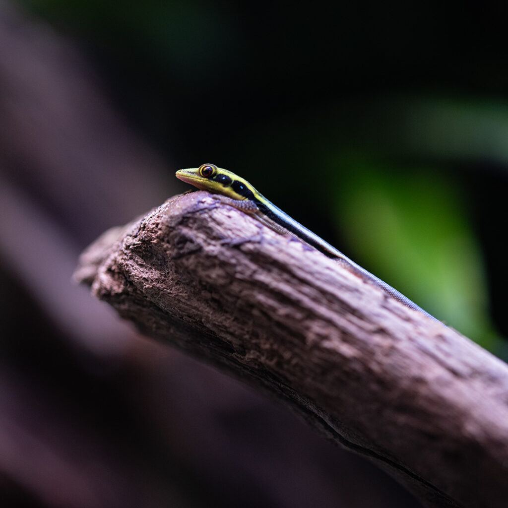 Mody osobnik gekona Felsuma klemmeri wykazuje aktywność za dnia.