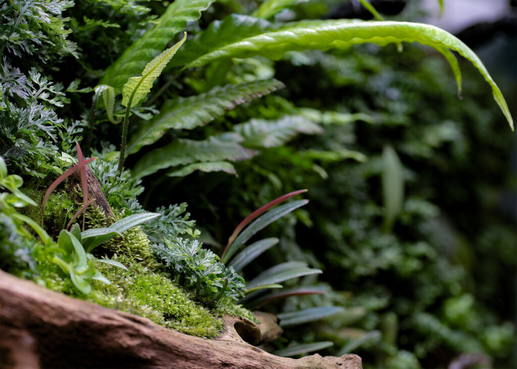 Miniaturowe storczyki na ściance terrarium bioaktywnego.