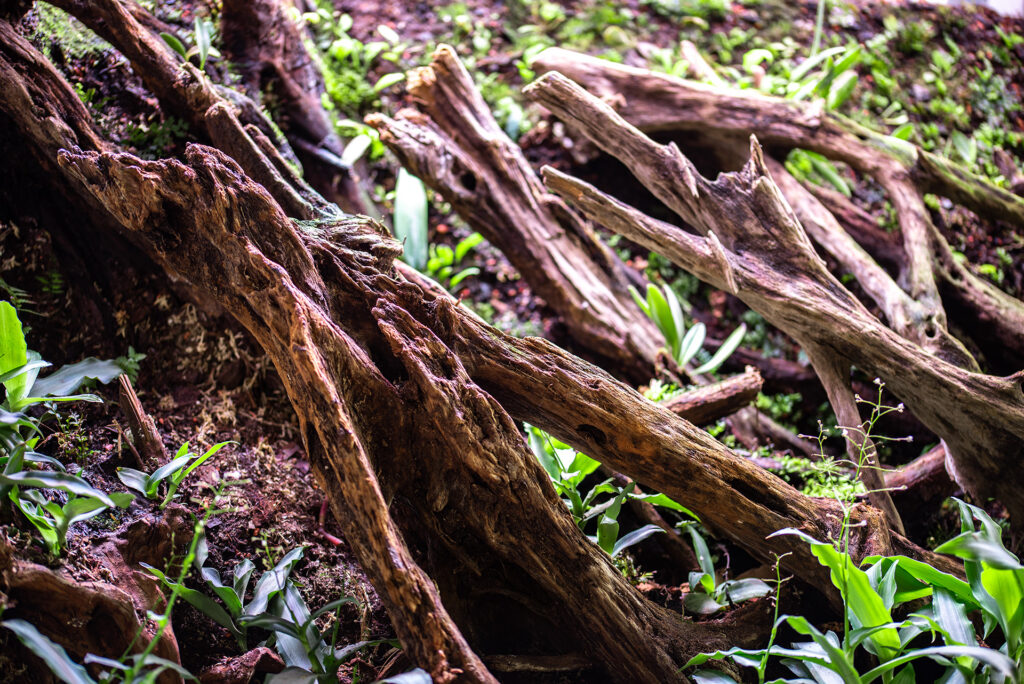 Fragment przestrzennej aranżacji korzennej wiwarium roślinnego.
