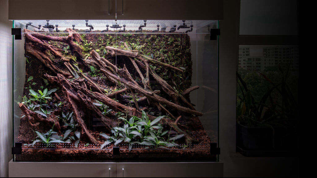 Szklane terrarium dla gekona z aranżacją korzenną typową dla tropikalnego wiwarium roślinnego.